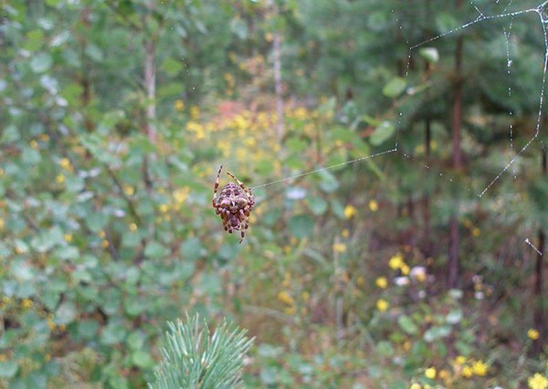 животные паук фото превью