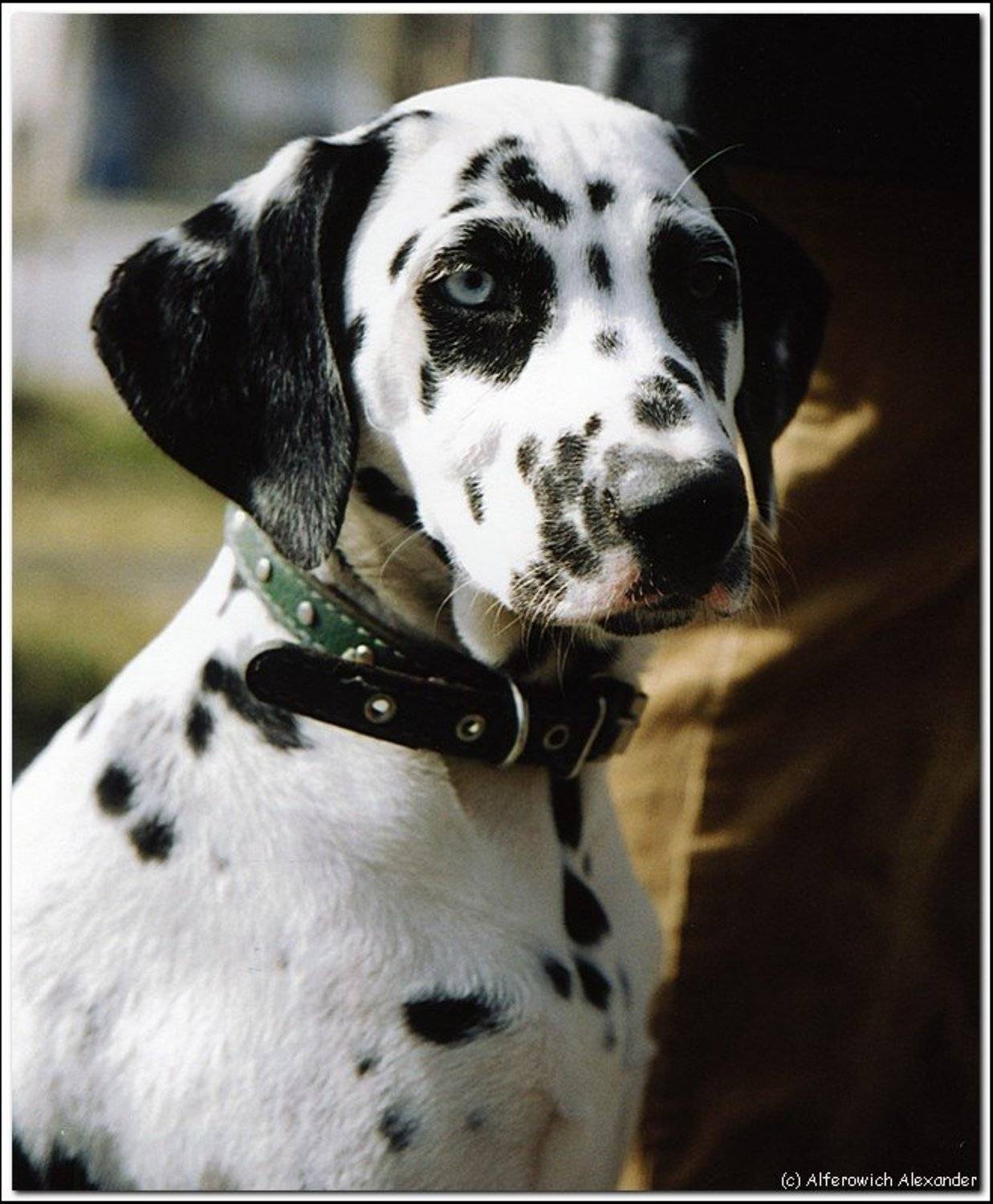 собака, щенок, далматинец, Александр Альферович