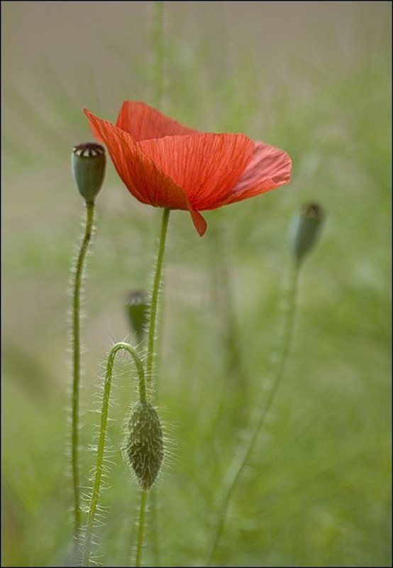 цветы, маки Маки фото превью