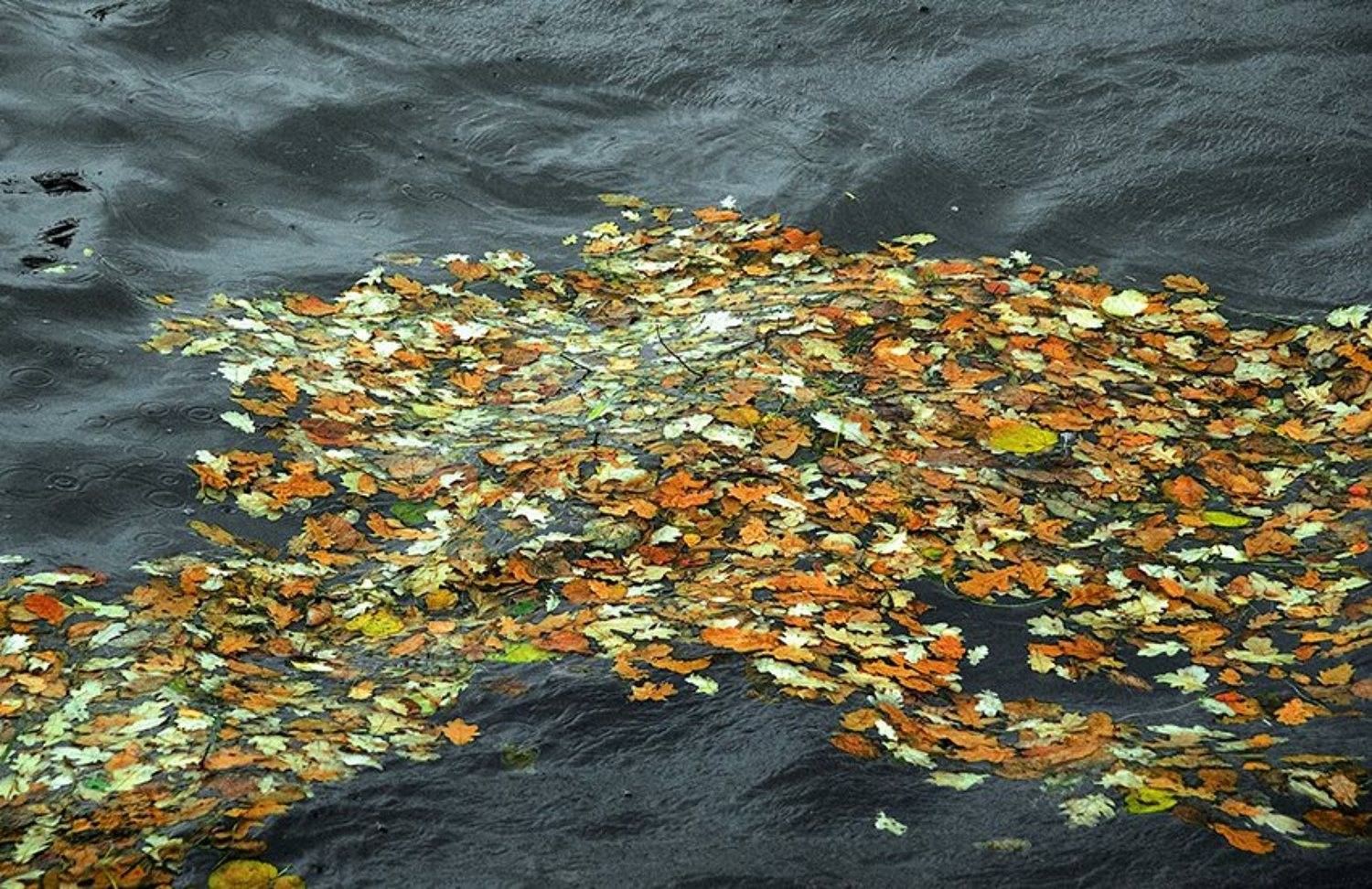 Нева, Д_Е_Наумов