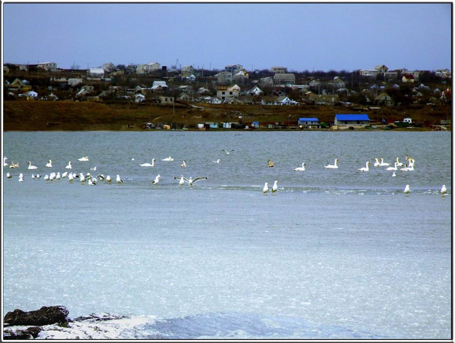 Природа, зима, птицы,лебеди, необычные явления, Tatjana Nep