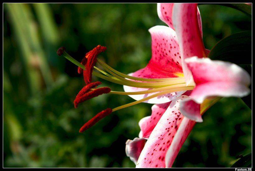 лилия, Fantom