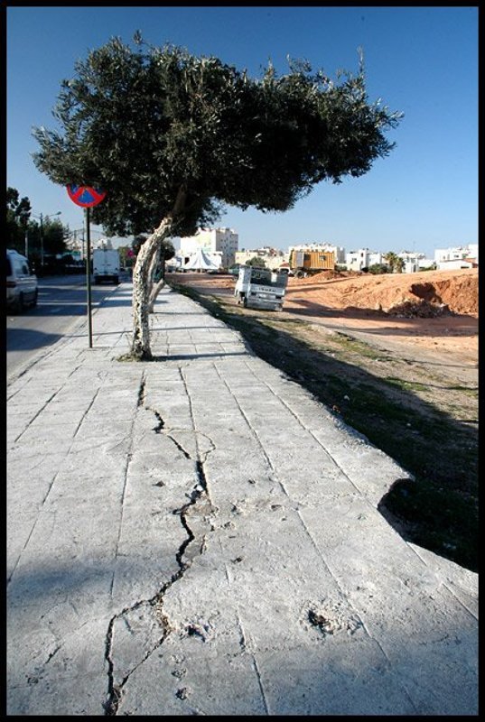 Про дерево и трещину фото превью