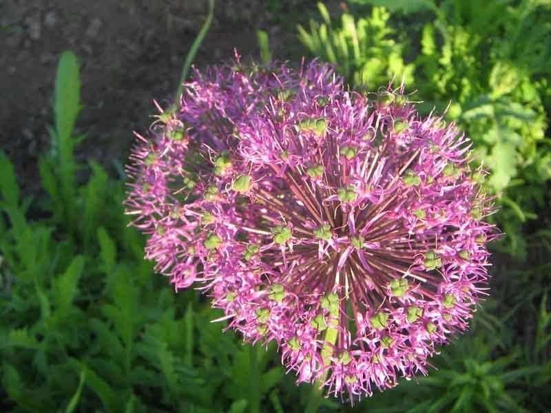 чесТнок фото превью