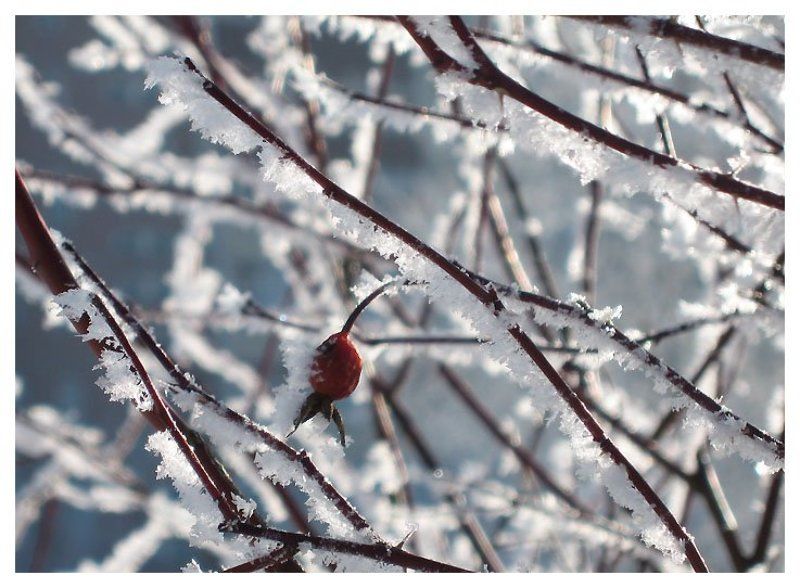 Утренний иней фото превью