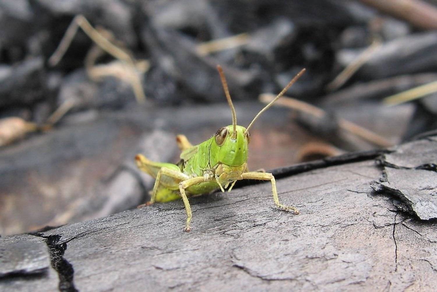 кузнечик, Алексей Миронченко