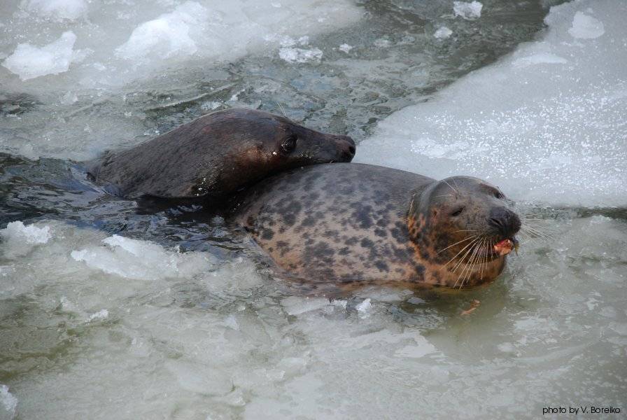 тюлени, Вадько