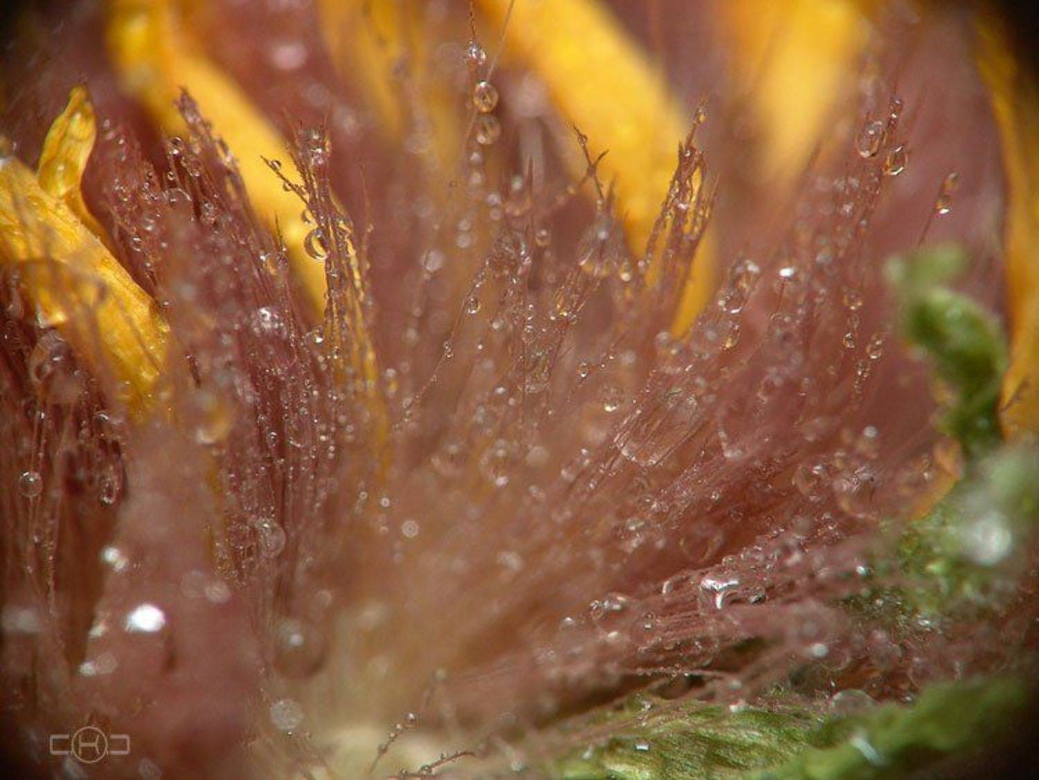 гербера, капли, абстракция, C.K.C