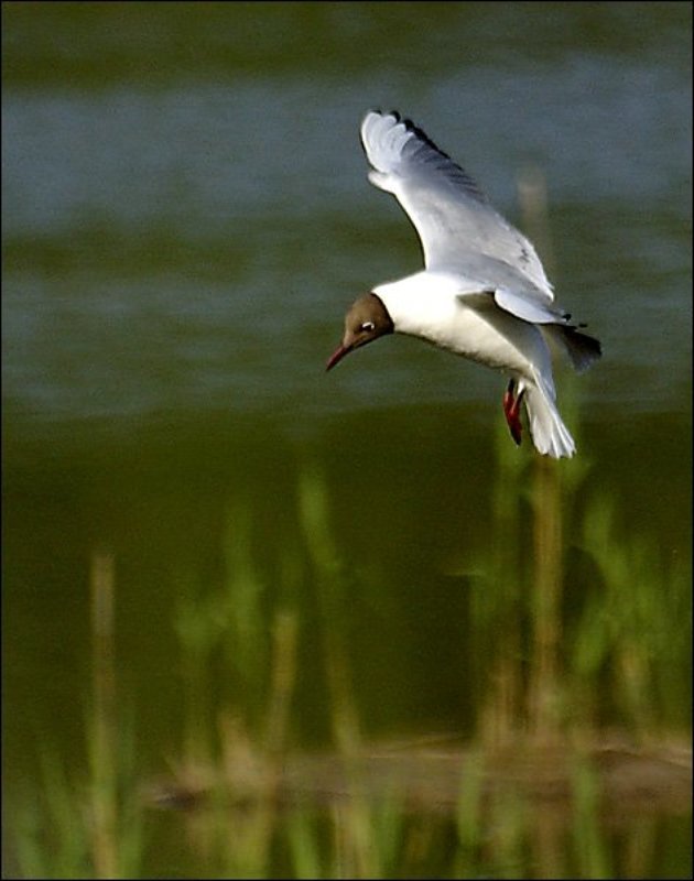 птицы, чайки На посадку фото превью
