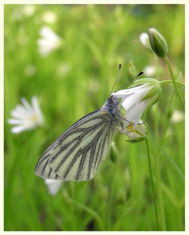 бабочка, зелень Майское утро фото превью
