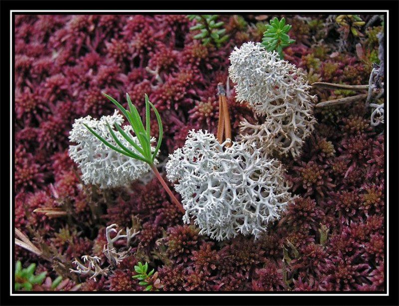 Карелия, мох А под ногами - целый мир... фото превью