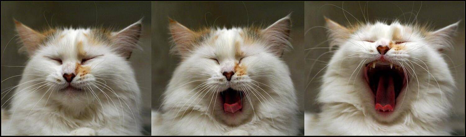 кошка Соня трио, Петрова Мария