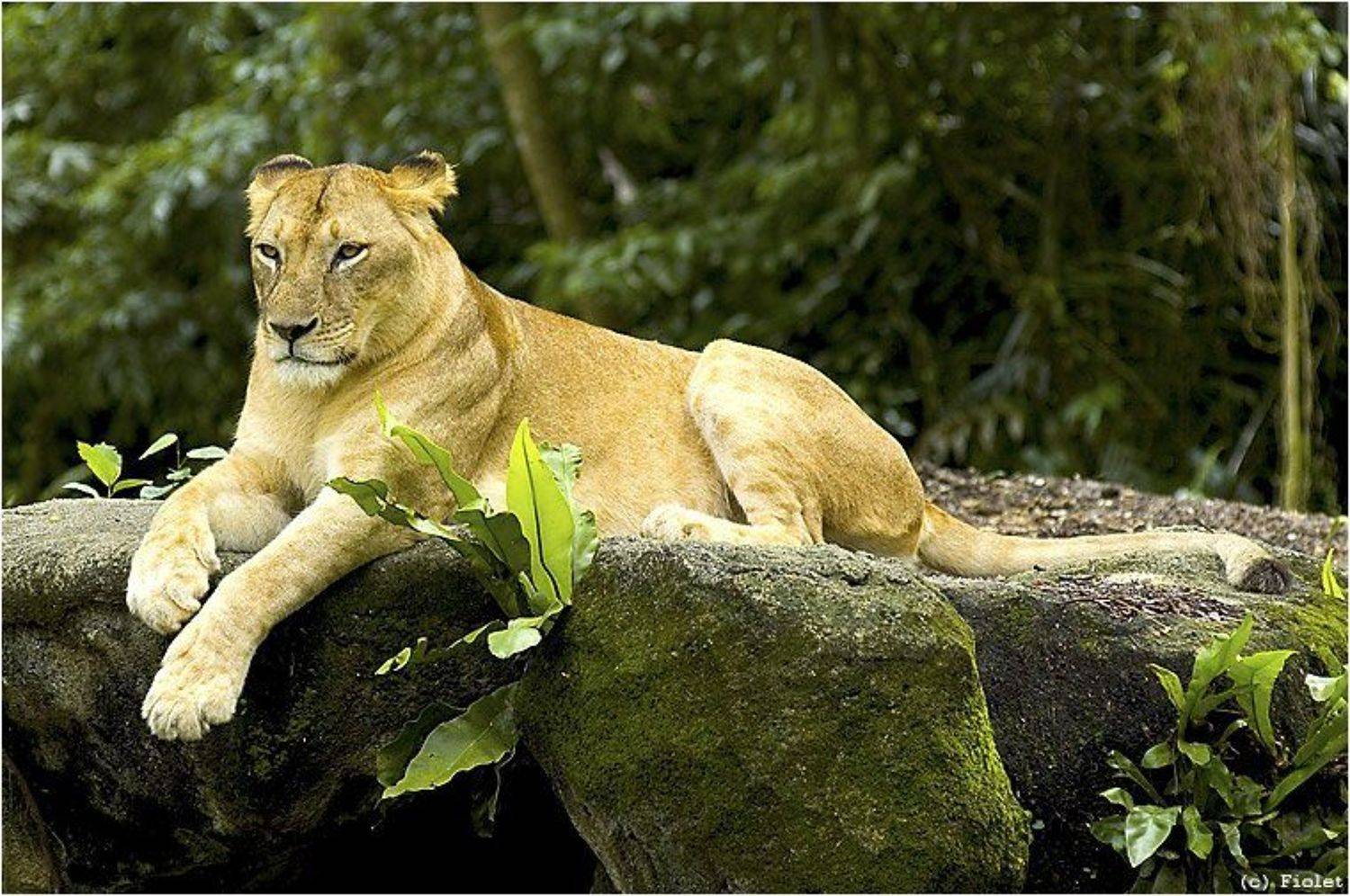 киса, животное,, Andrey N. Sliozberg