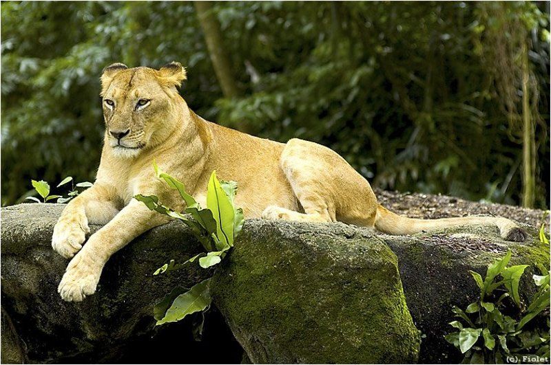 киса, животное, Киса, ты с какова горада? фото превью