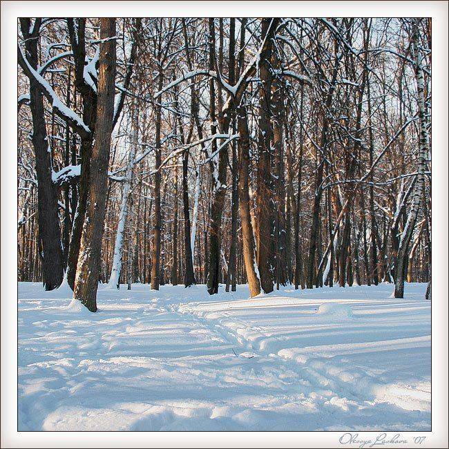 лес снег закат зима, Олеся Ласкова