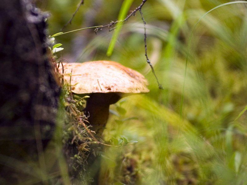 Алтай Грибной сюр фото превью