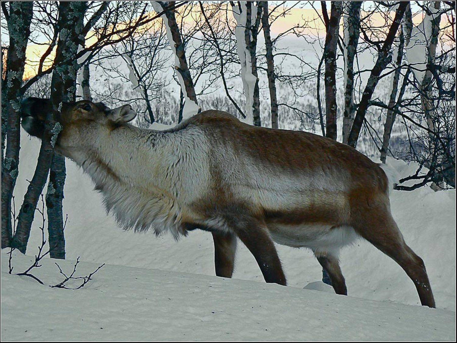 Олень,зима,голод,холод, jenta