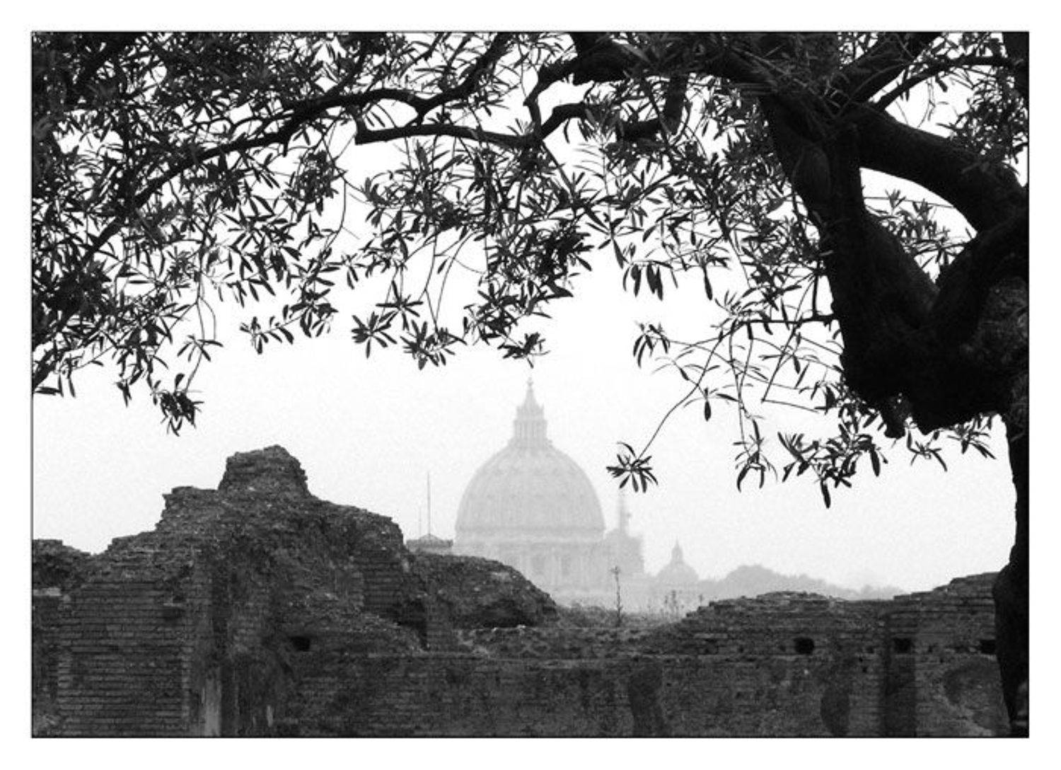 Рим, олива, Раевская Ольга