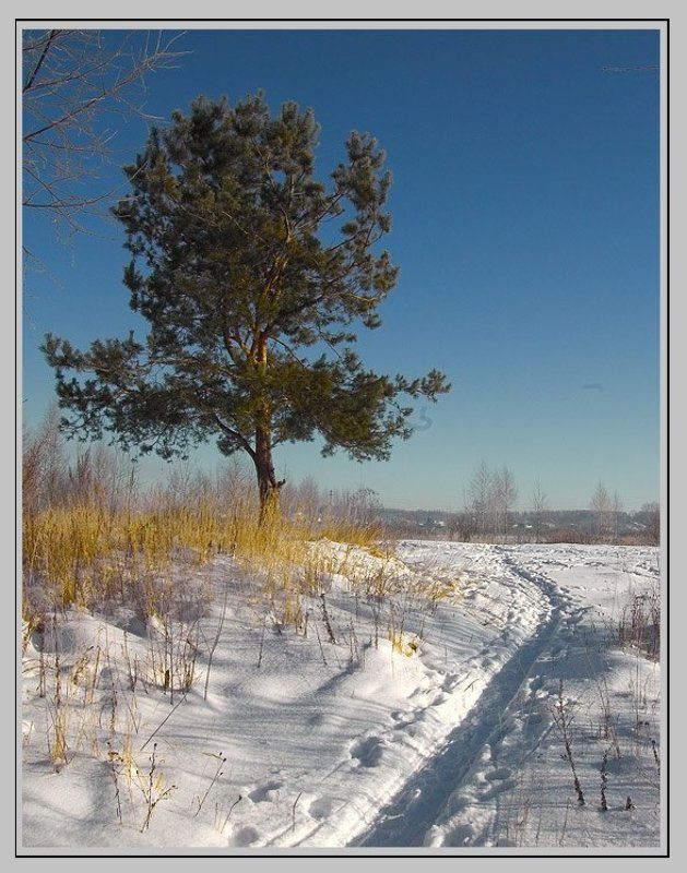 Сосна фото превью