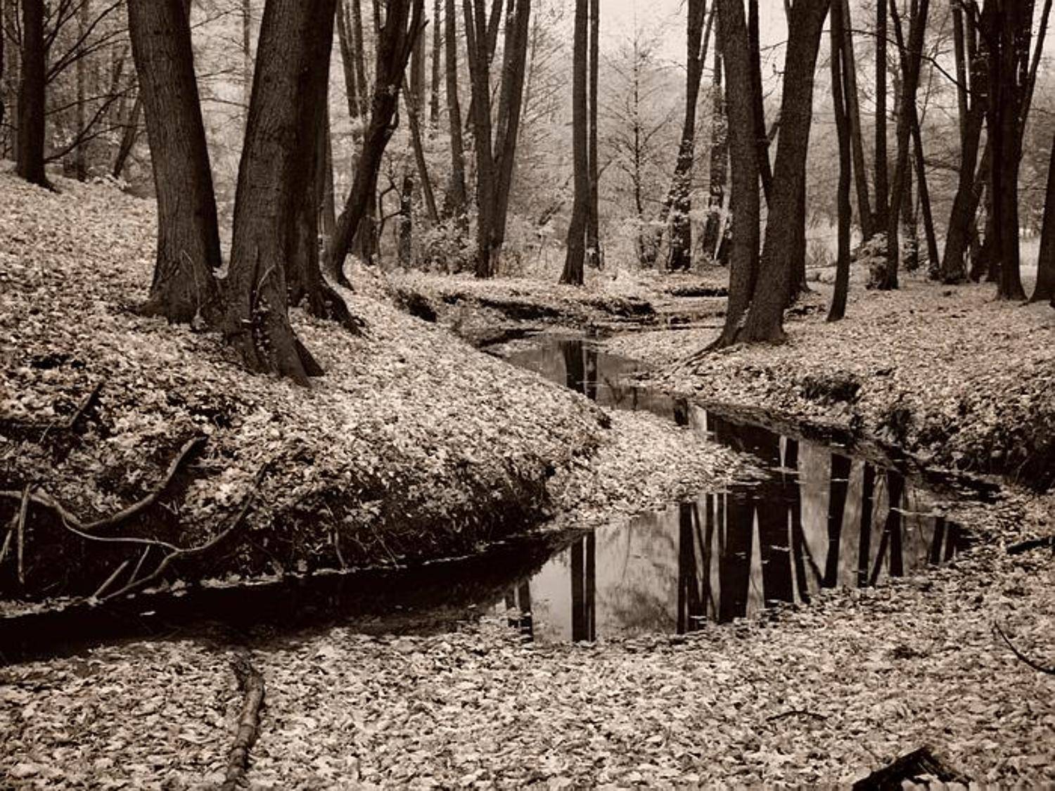 лес, ик, деревья, листья, Марк Пономаренко
