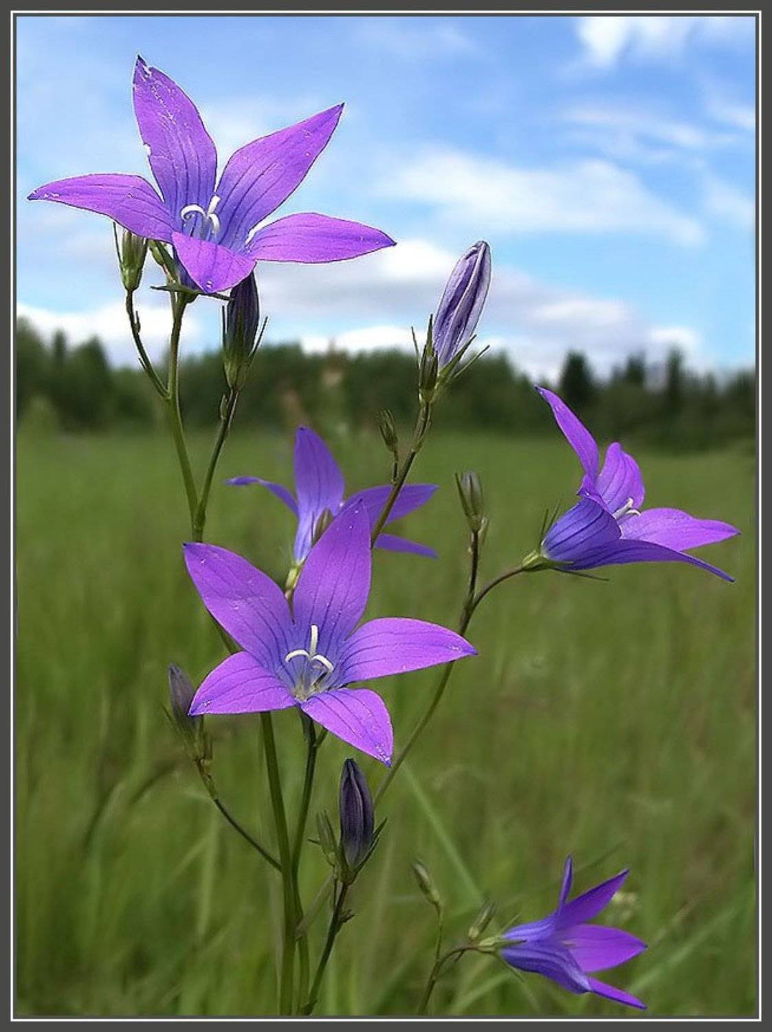 лето, колокльчики, Алексей