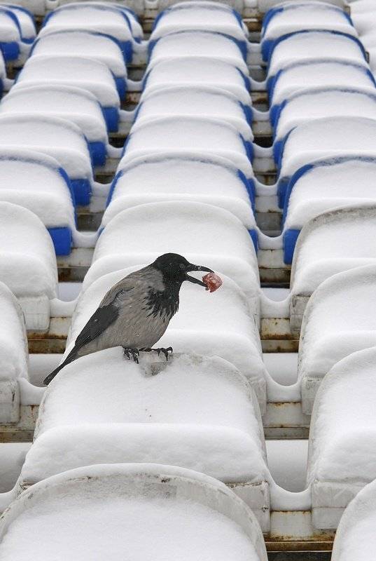 "Динамо", зима, мороз, ворона, болельщик, senjor
