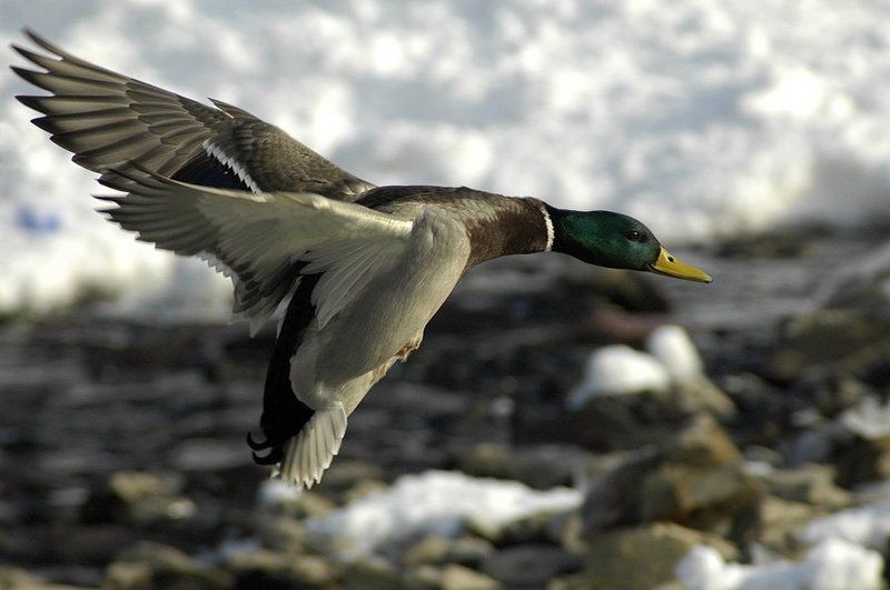 Конкорд фото превью