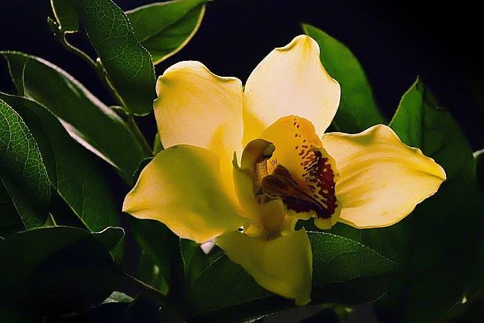 , Дмитрий Плотникофф