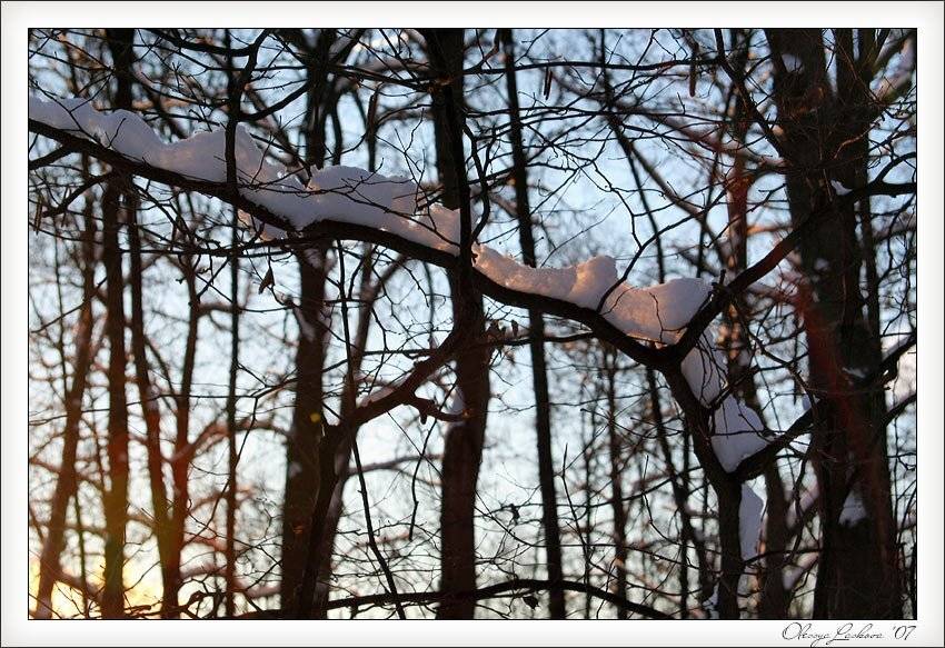 зима, снег, закат, солнце, ветки, Олеся Ласкова