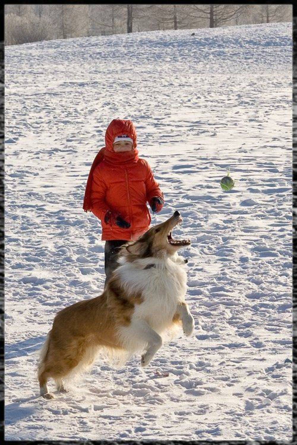 собака, Братаев Юра