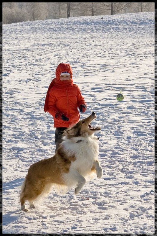 собака  фото превью