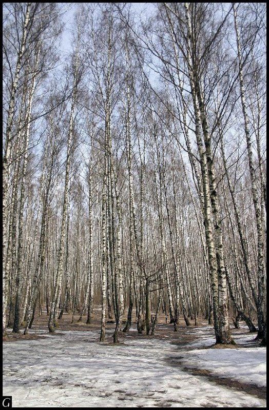 весна, апрель, берёзовая роща, Талашкино, Флёново Весенняя. фото превью
