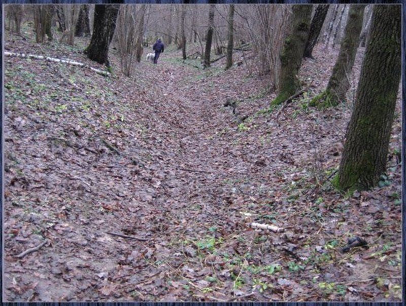 Человек,собака,лес Осенняя прогулка фото превью