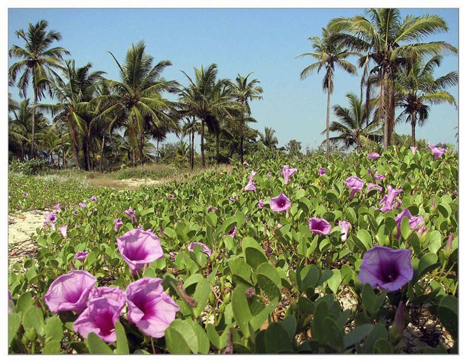 , Лунный Ежик