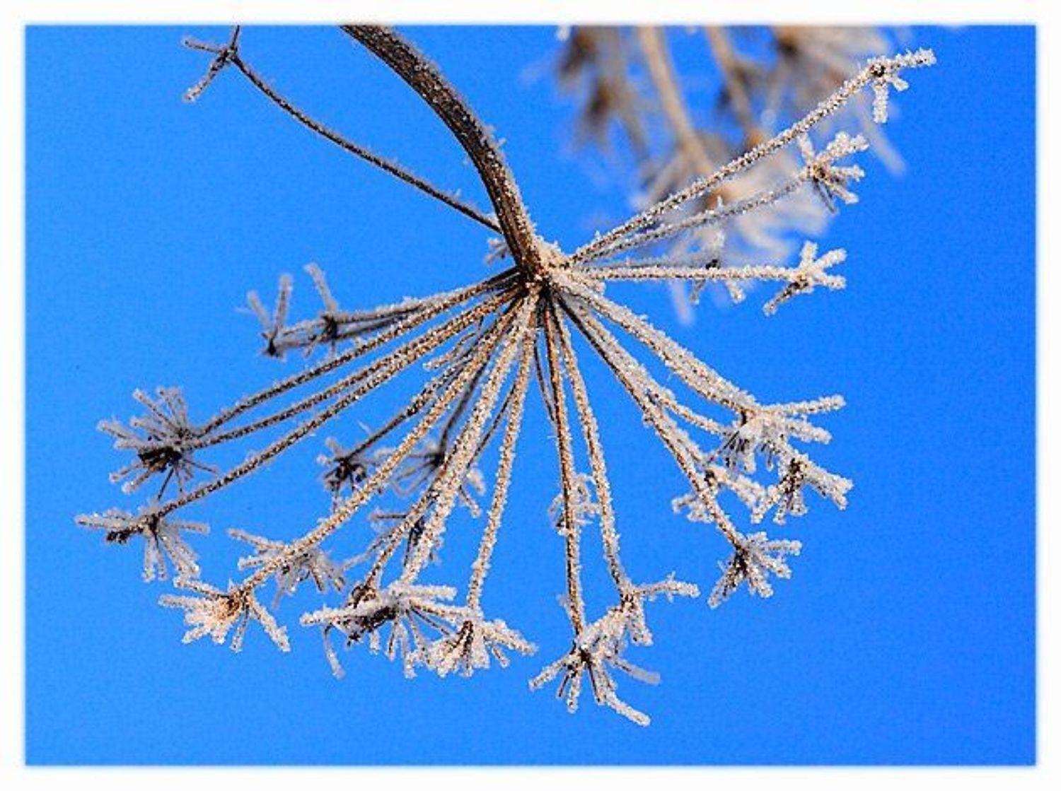 Макро снег борщевик, denn68