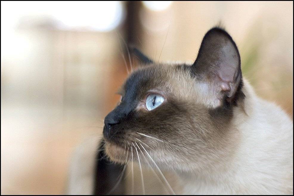 Кошка, угроза, Самолинов Андрей