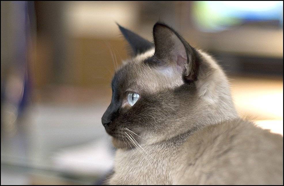 Кощка, спокойствие, Самолинов Андрей