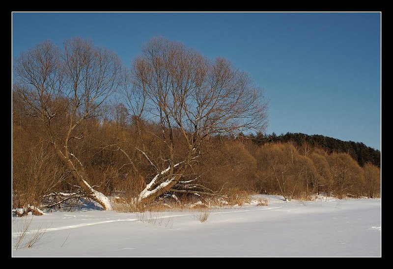 зима, снег, деревья  фото превью