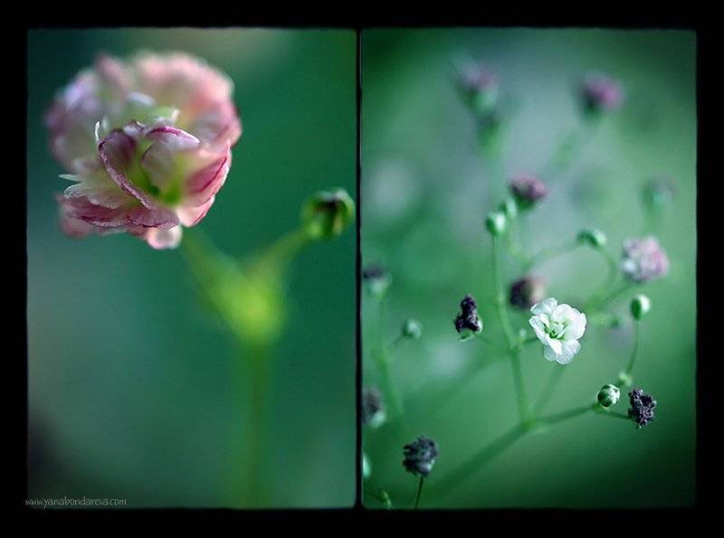 цветы, Yana Bondareva