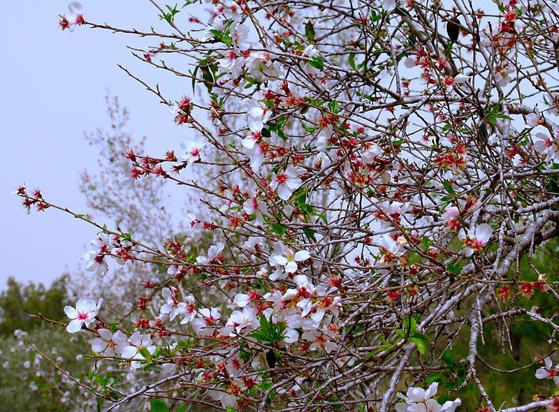 Когда цветет миндаль фото превью