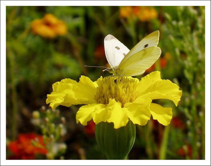 Солнечное настроение фото превью