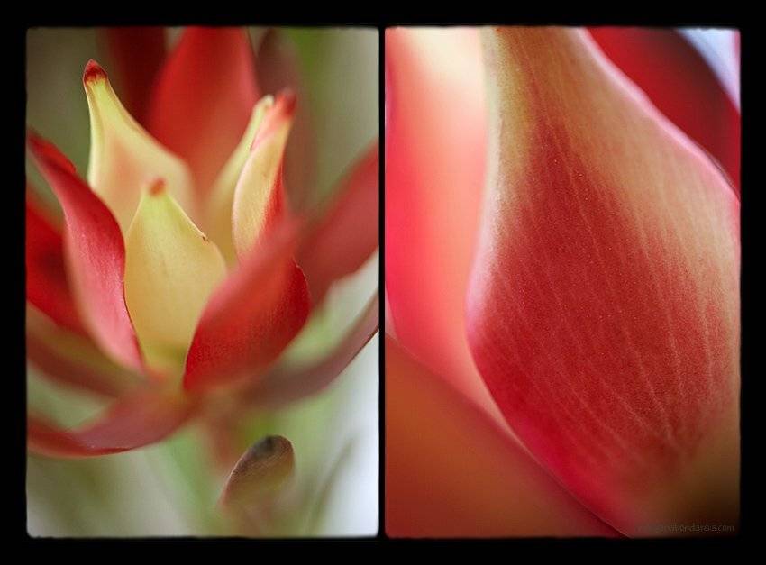 цветы, Yana Bondareva