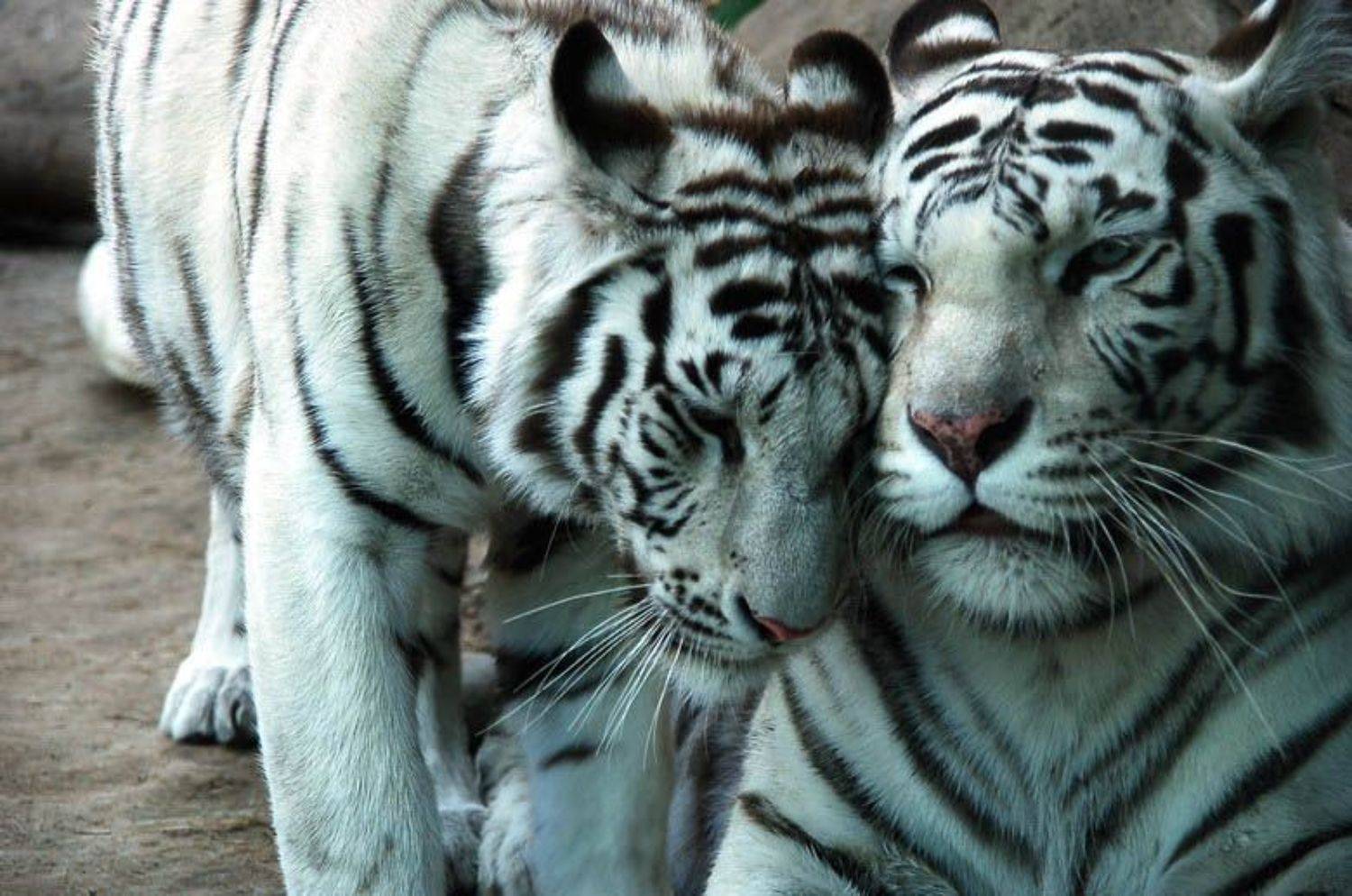 белые тигры, Kaissa