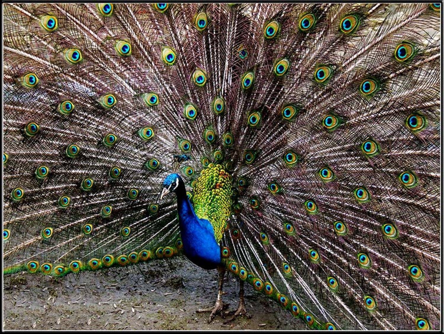 Птицы, павлин, танец, природа, Tatjana Nep