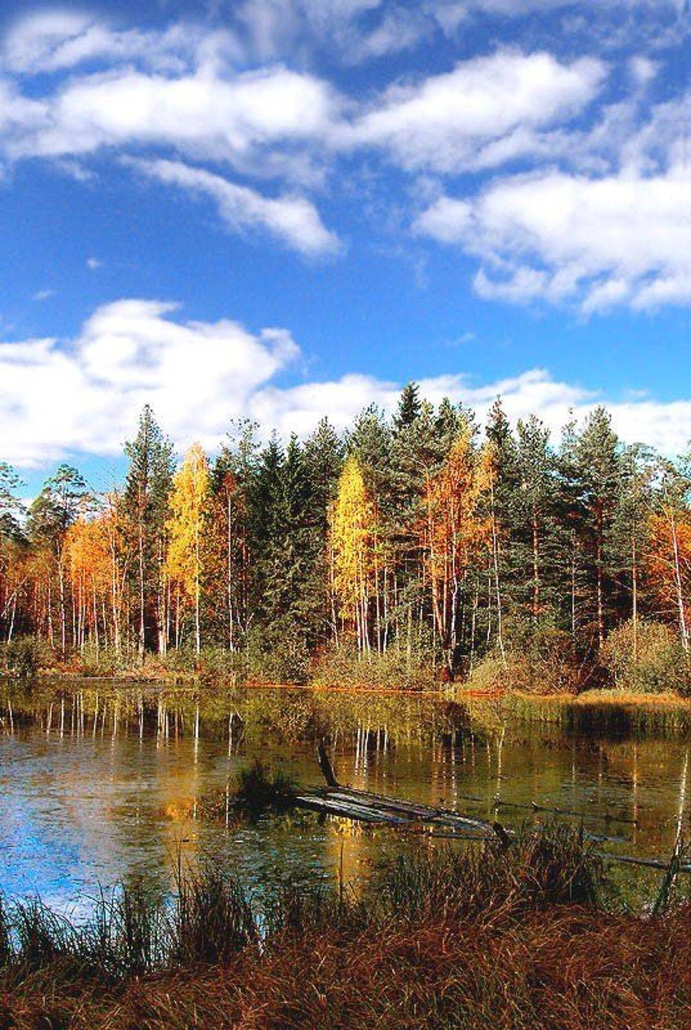 Бологое, Красная горка, Пруд, Владимир, Владимир Разумов
