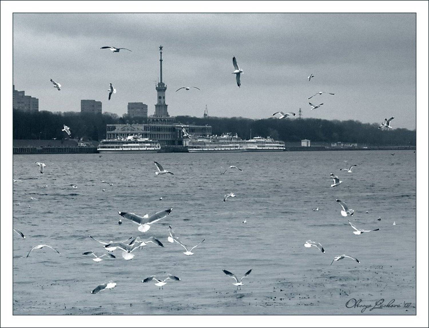 Москва, набережная, Речной вокзал, чайки, Олеся Ласкова