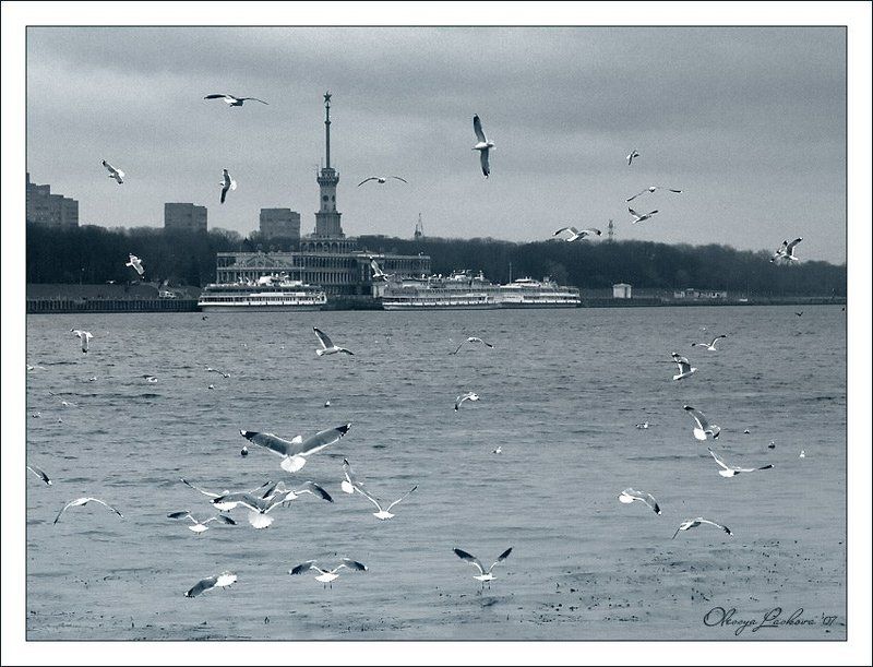 Москва, набережная, Речной вокзал, чайки снова о декабре 2006 фото превью