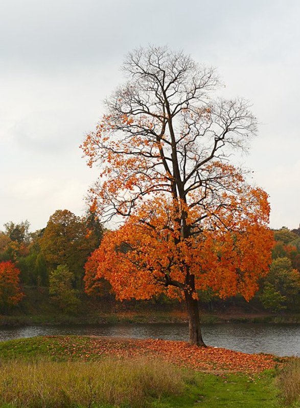 Осень... Гатчина. фото превью