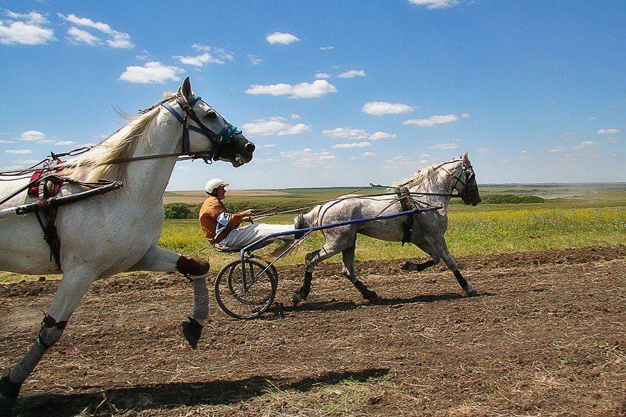 скачки, им.Толстого, Алексеевка, лошади, жокей, Самарская область,, artboogie