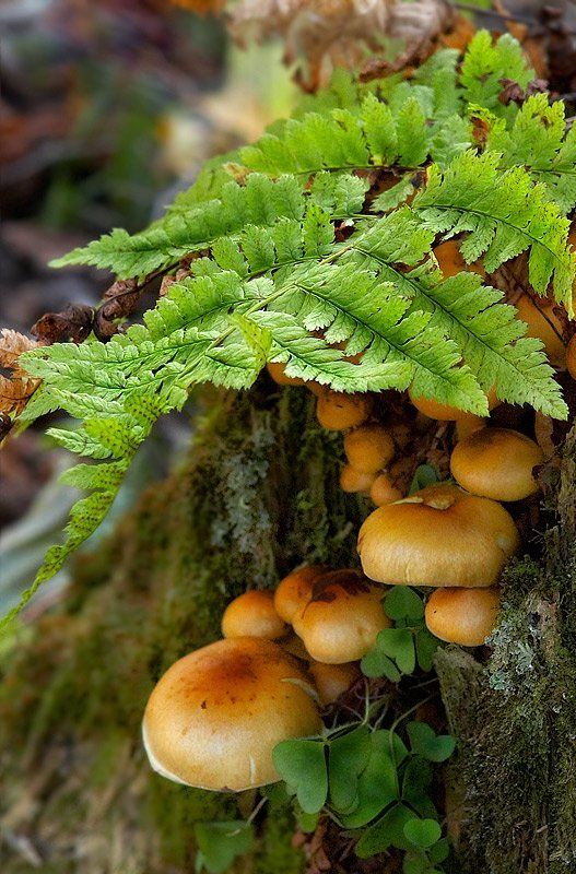 лес, грибы, папоротник, пень, листья *** фото превью